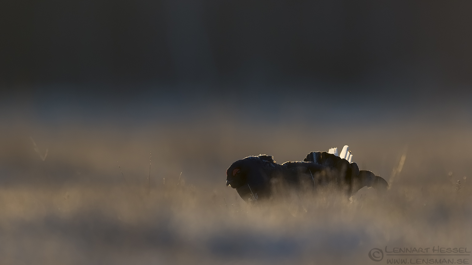 150314 Black Grouse low Black Grouse start lek season