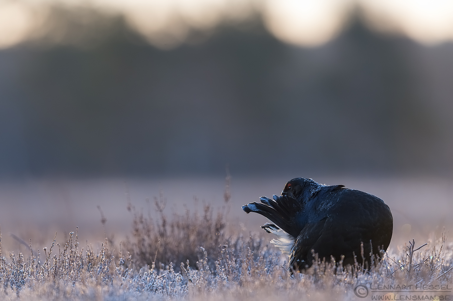 150314 Black Grouse preening Black Grouse preening start lek season
