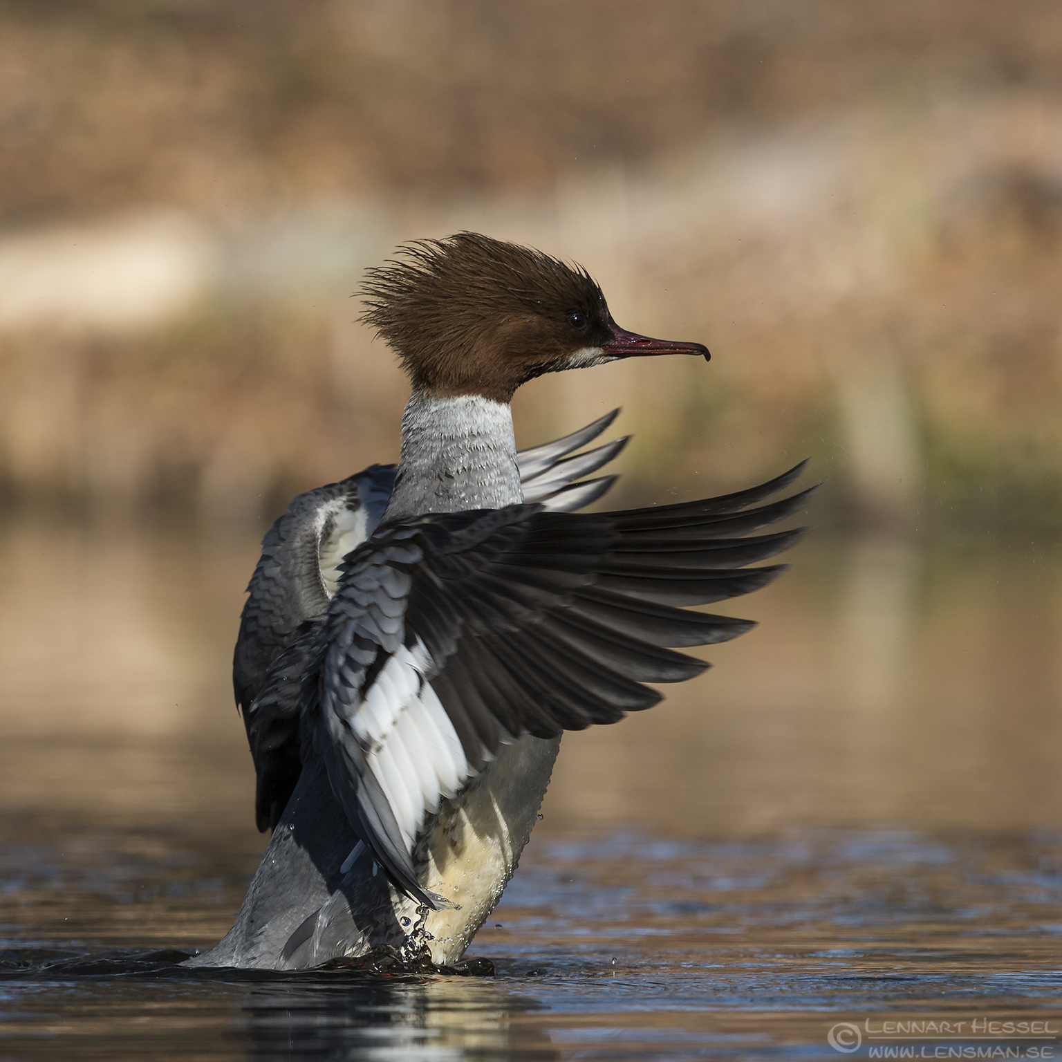 150404 Goosander female flap Female Goosander Smew
