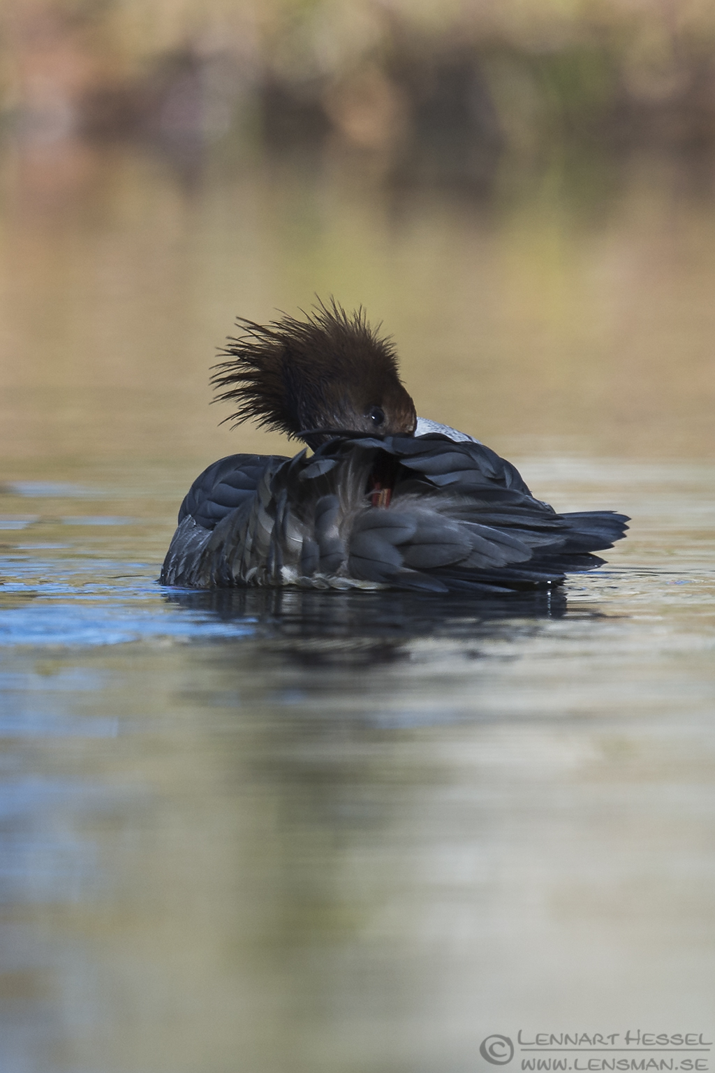 150404 Goosander female Female Goosander Smew