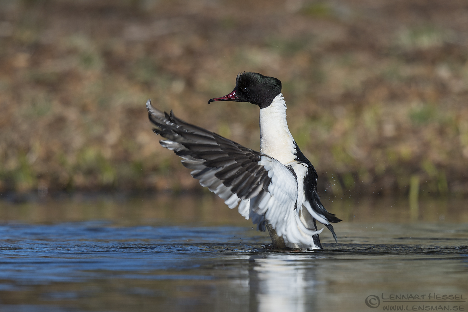 150404 Goosander male flap Male Goosander flapping Smew