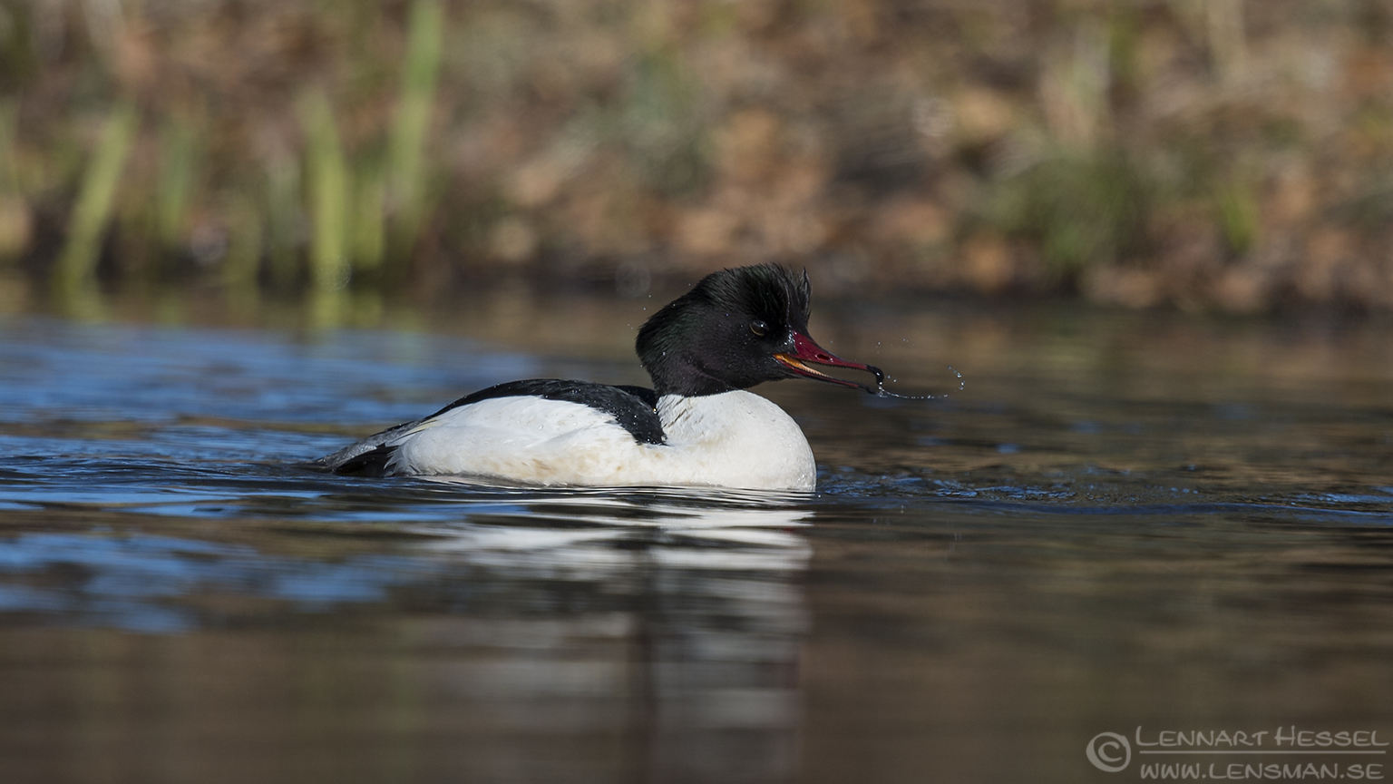 150404 Goosander male Male Goosander Smew