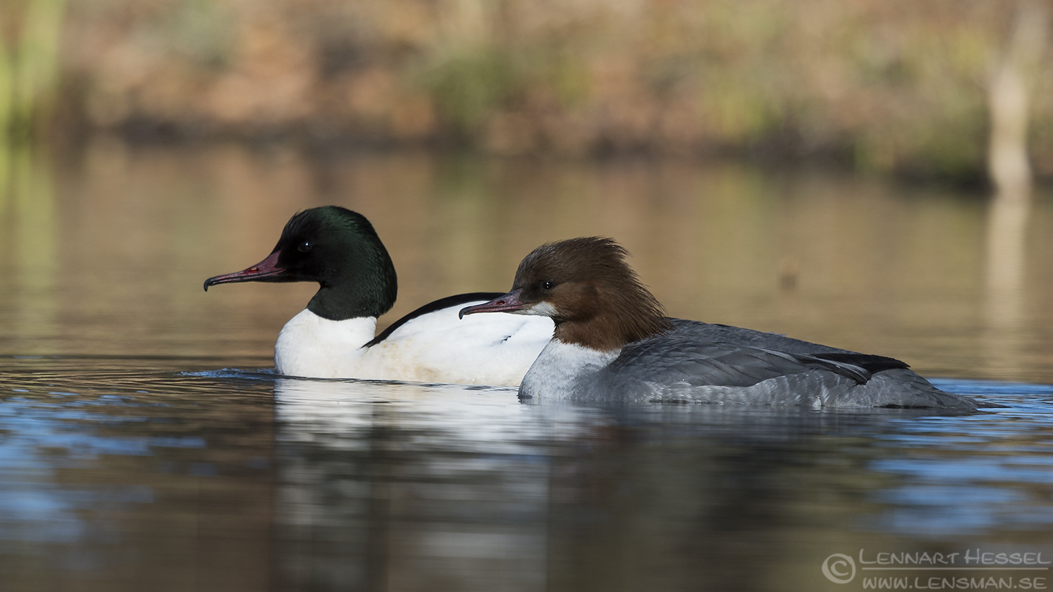 150404 Goosander pair Goosander pair Smew