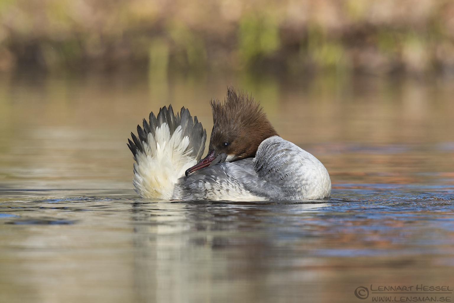 150404 Goosander preening Preening Goosander Smew