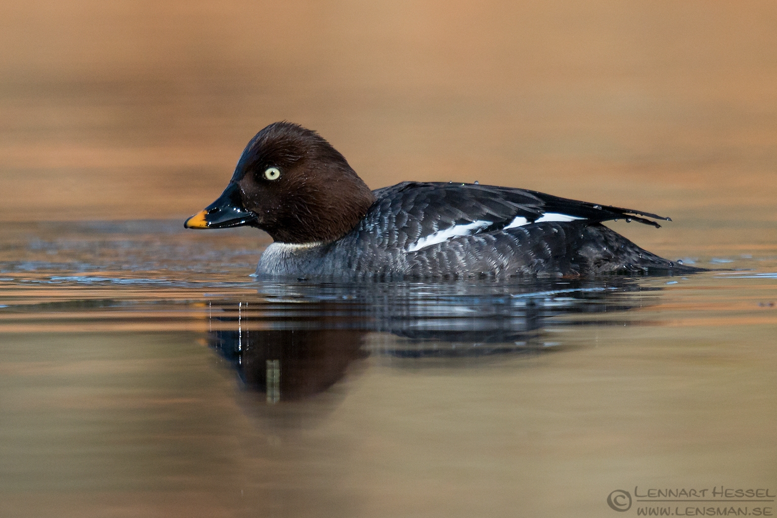 150405 Common Goldeneye female Female Common Goldeneye Smew