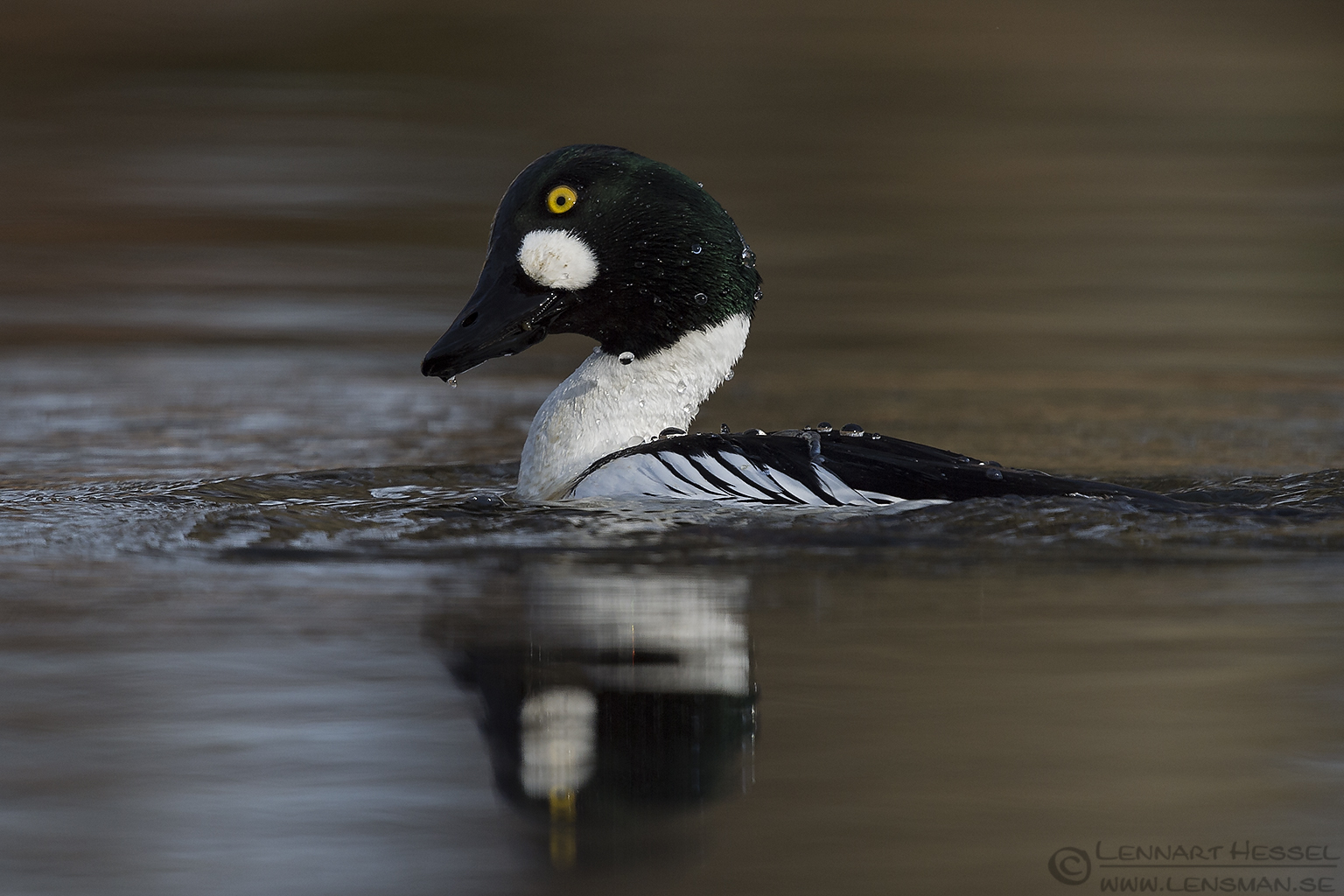 150405 Common Goldeneye male Male Common Goldeneye Smew