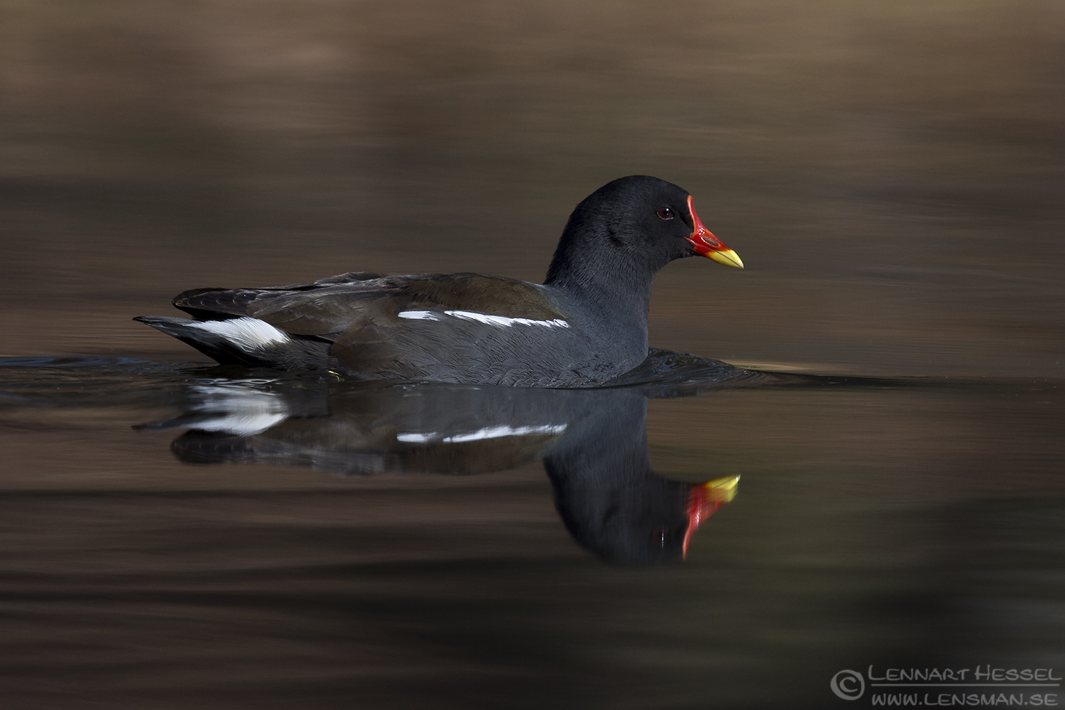 150405 Common Moorhen Common Moorhen Smew