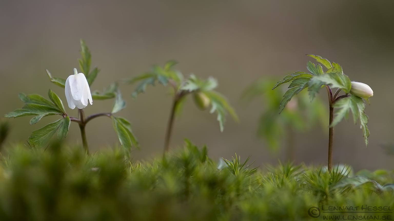 Wood Anemones Säveån