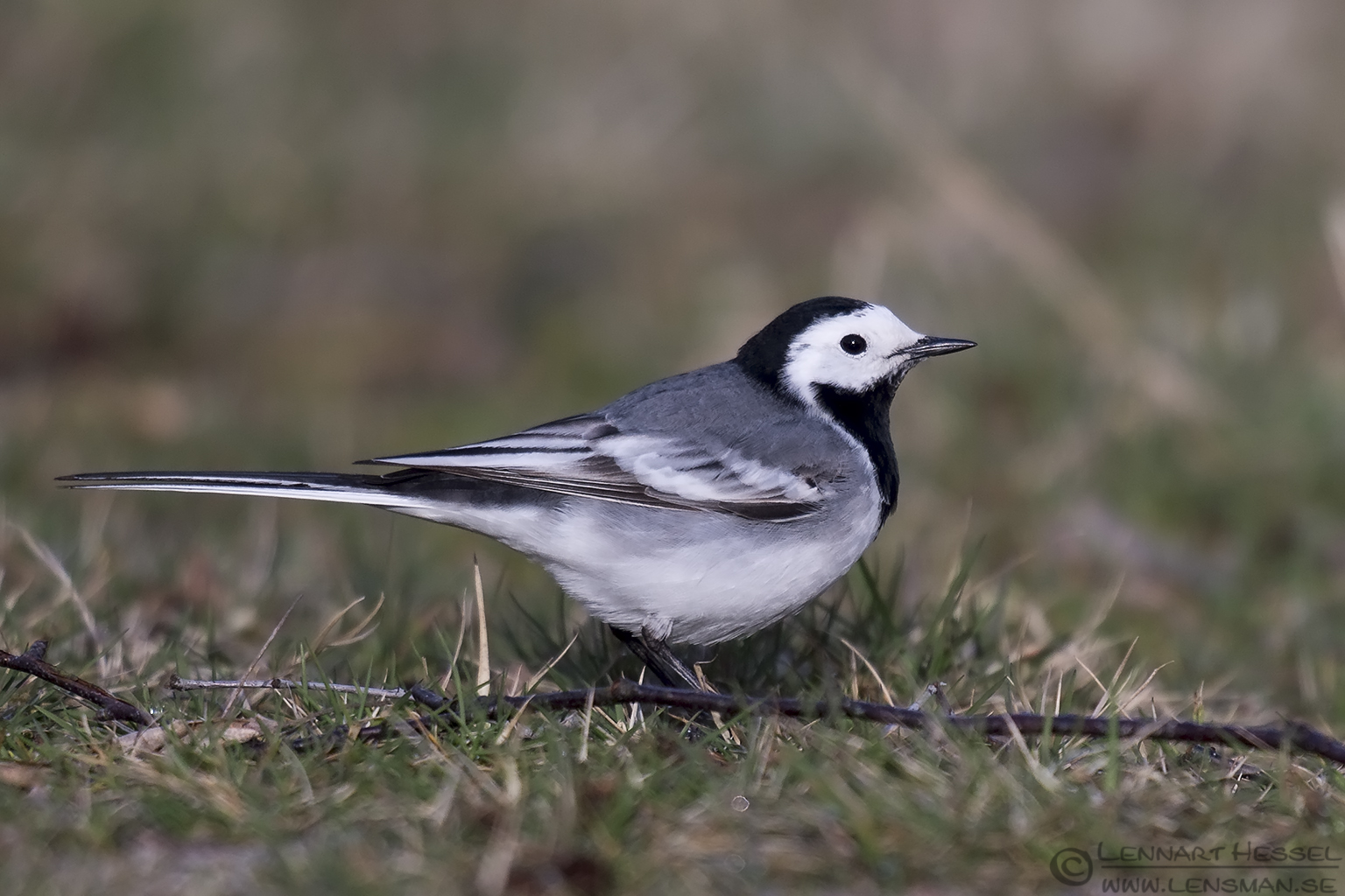 150412 White Wagtail White Wagtail Säveån