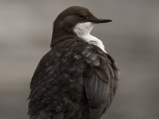 White-throated Dipper flying