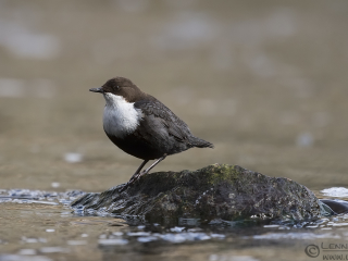White-throated Dipper S&auml;ve&aring;n flying