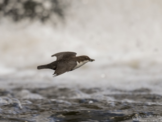 White-throated Dipper flying