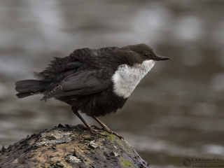 White-throated Dipper flying