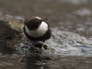 White-throated Dipper flying