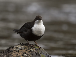 White-throated Dipper flying