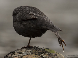 White-throated Dipper flying