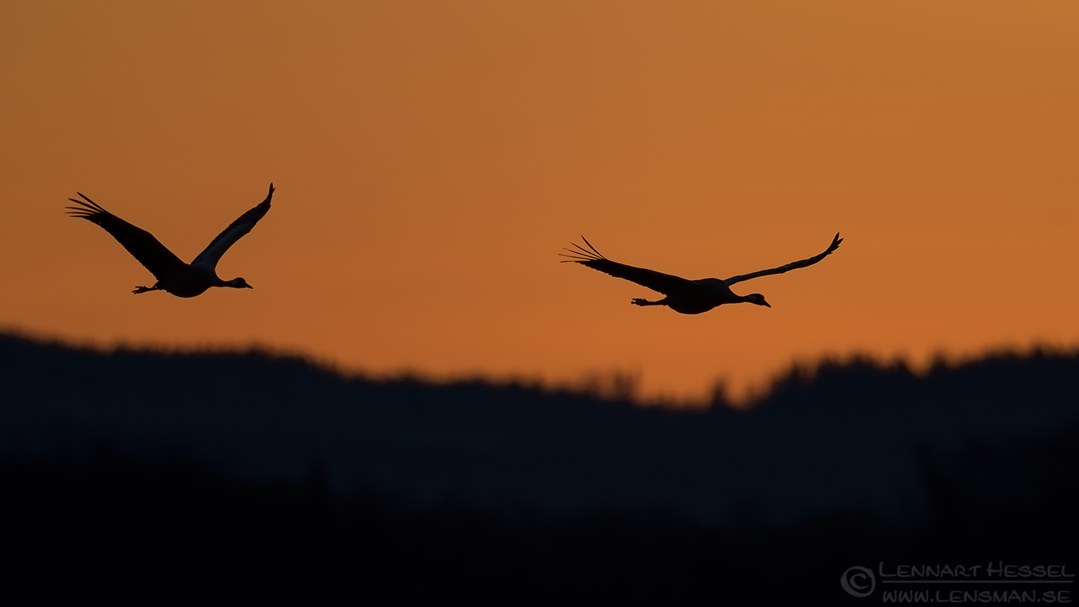 150419 Common Cranes Common Cranes spring