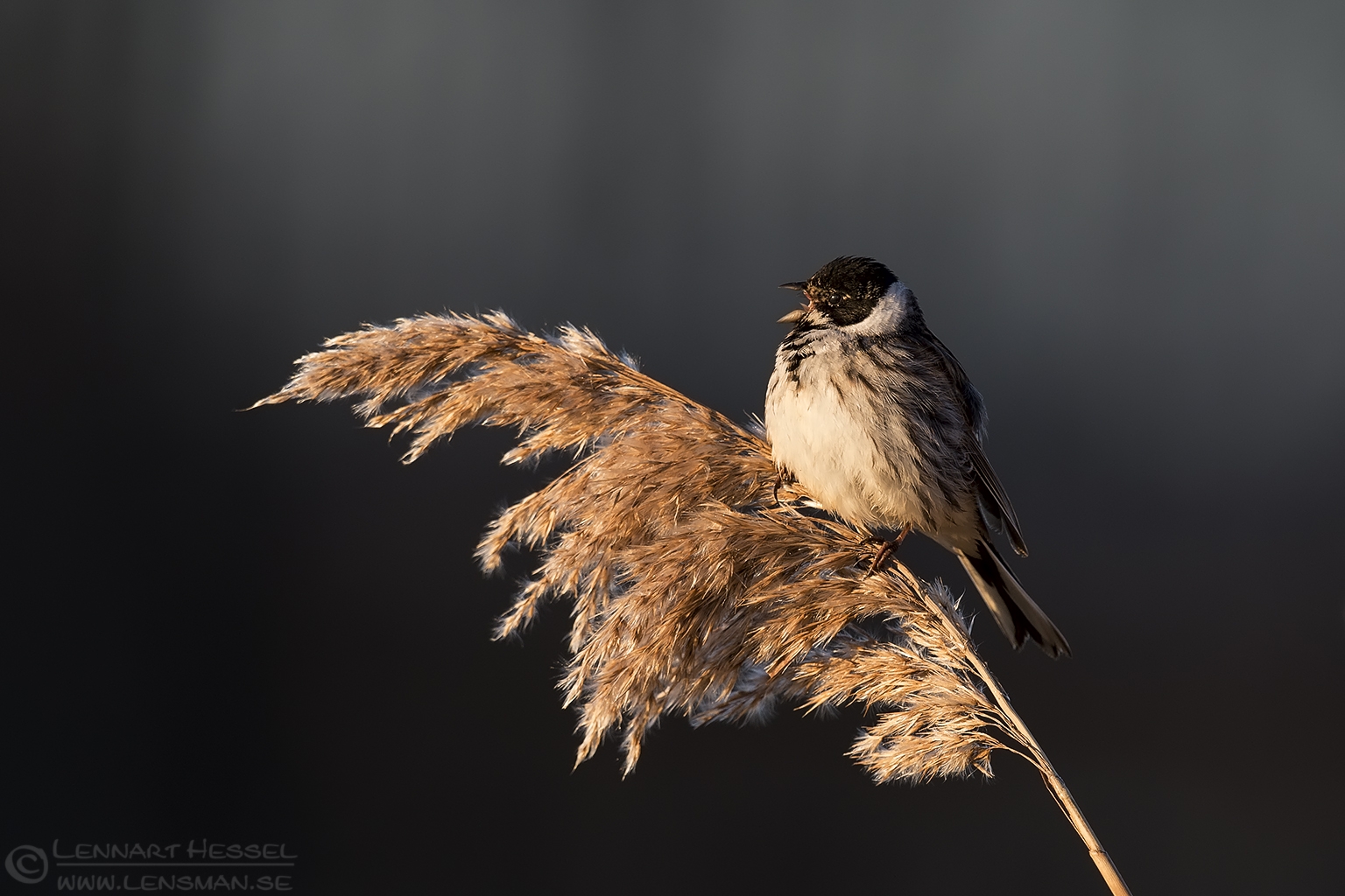 150419 Reed Bunting singing side Reed Bunting spring