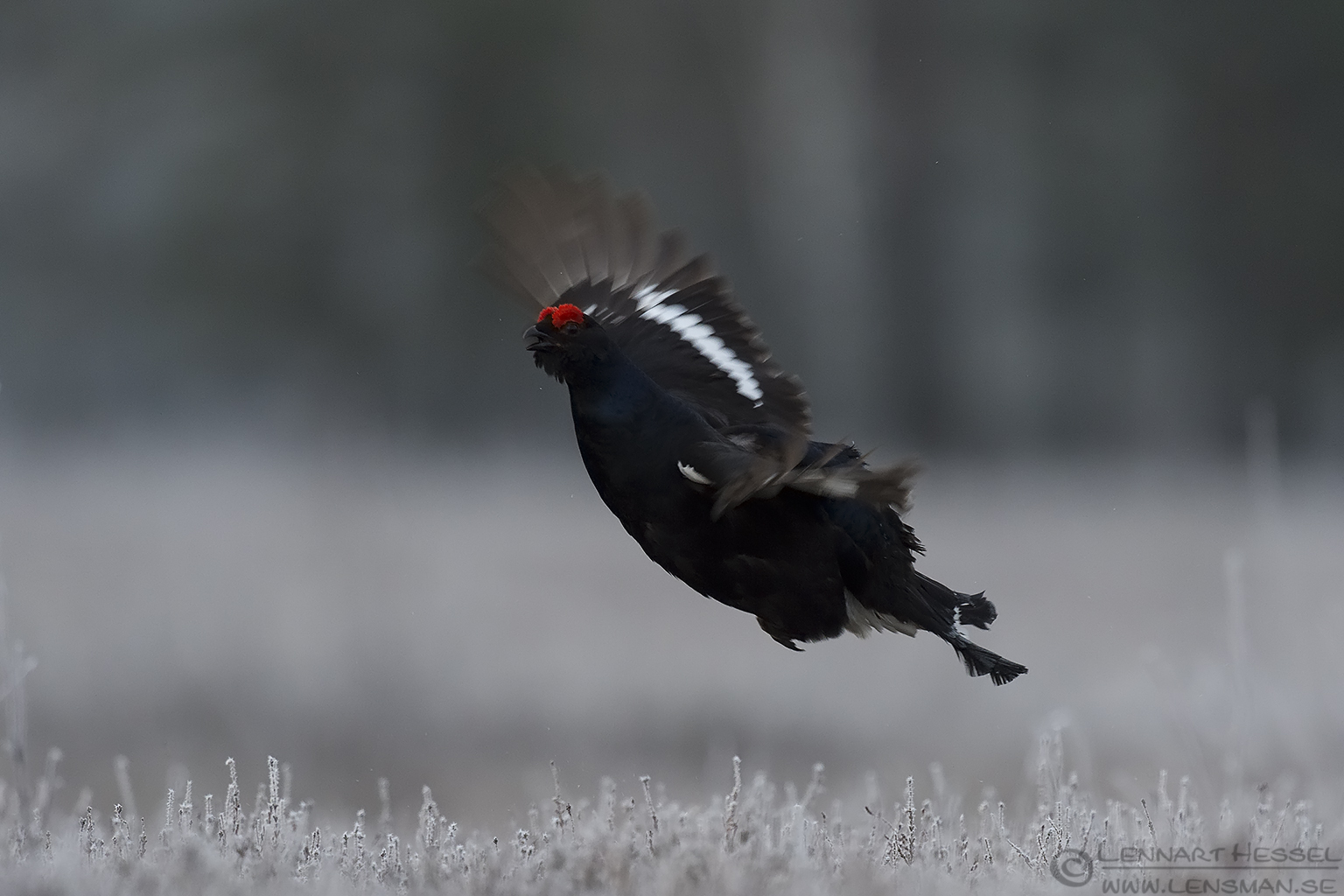 150501 Black Grouse airborne Black Grouse visitor
