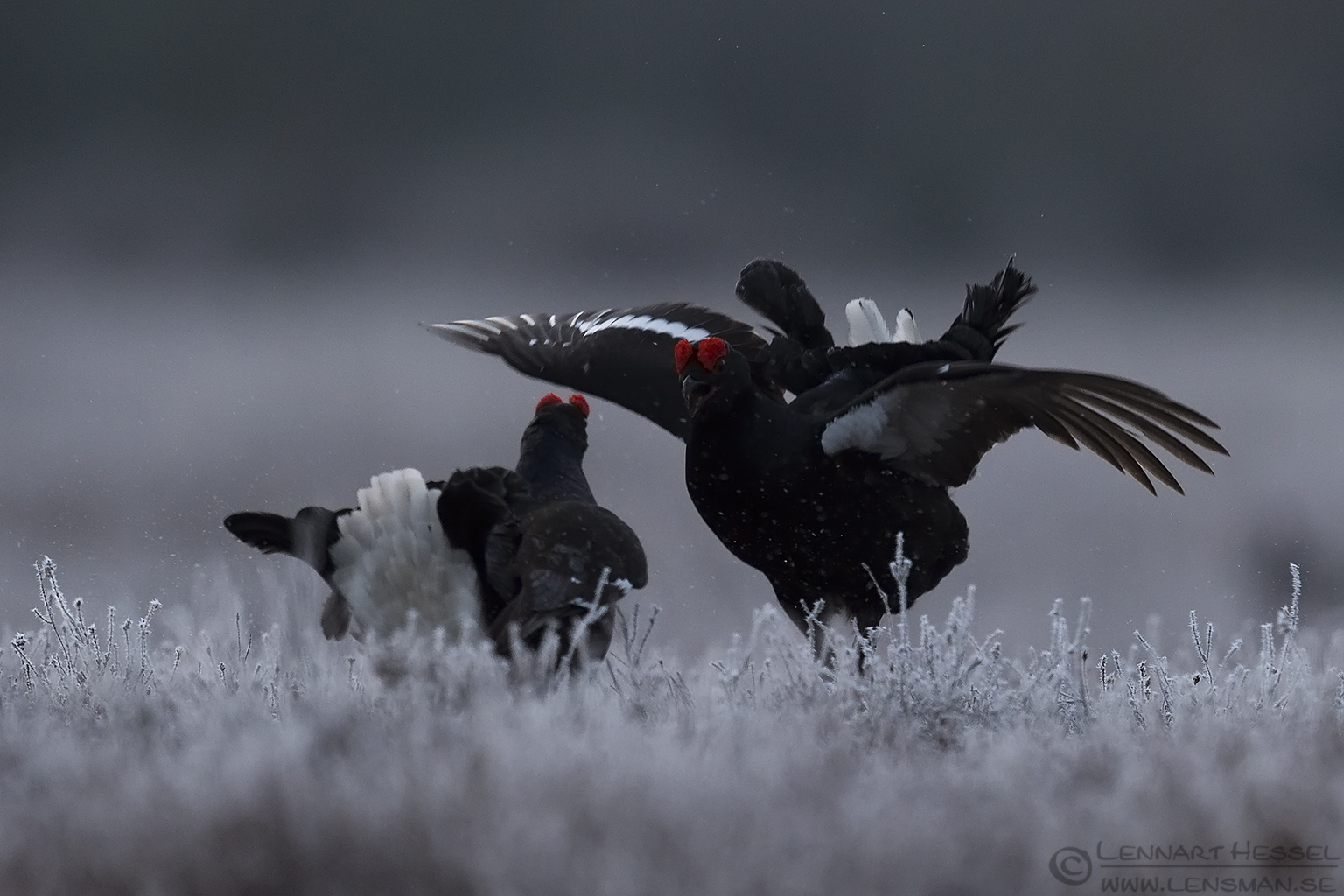 150501 Black Grouse battle Black Grouse visitor