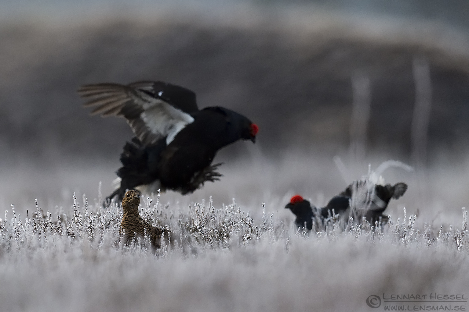 150501 Black Grouse bystander Black Grouse visitor