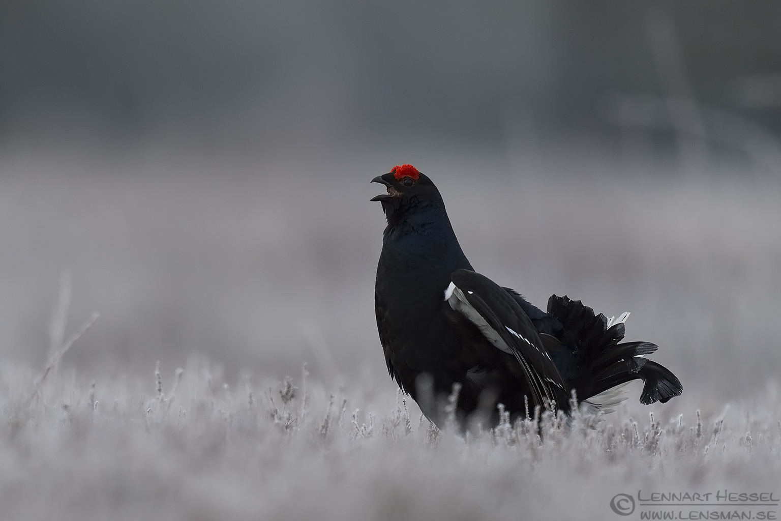 150501 Black Grouse calling Black Grouse visitor