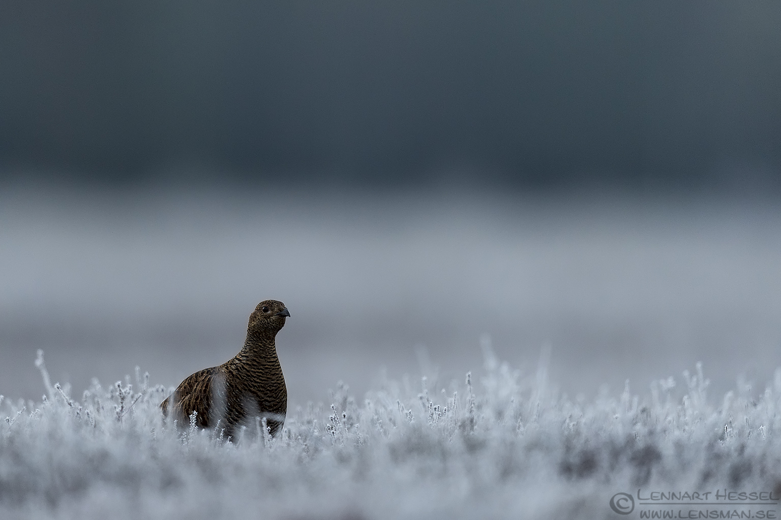 150501 Black Grouse female Black Grouse visitor