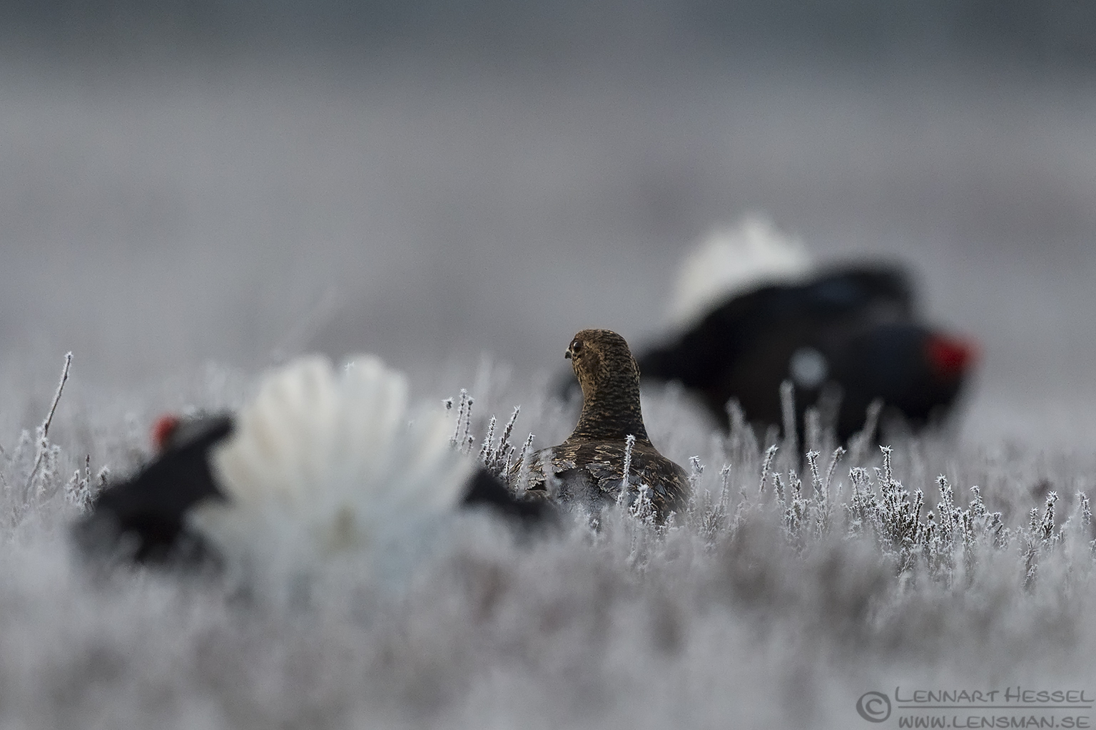 150501 Black Grouse in the middle Black Grouse visitor