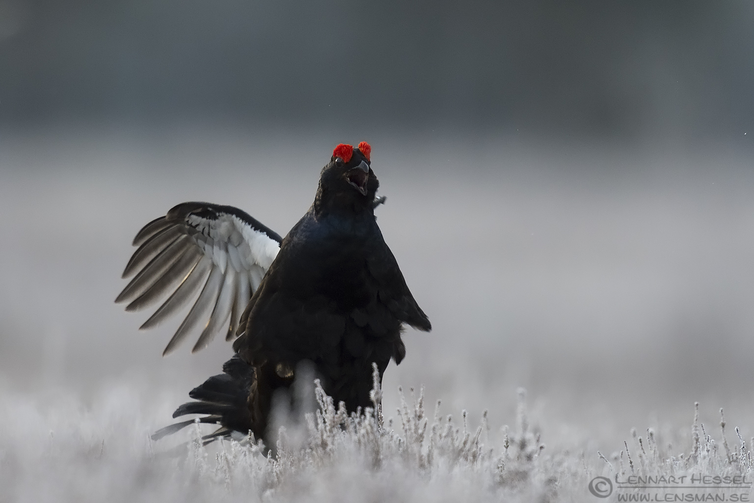 150501 Black Grouse jump Black Grouse visitor