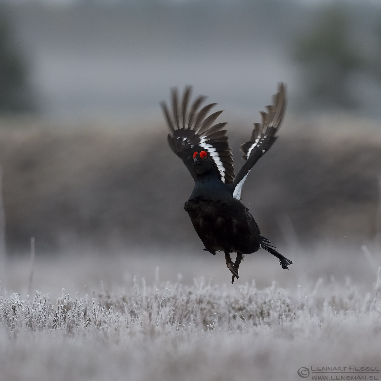 150501 Black Grouse start Black Grouse visitor