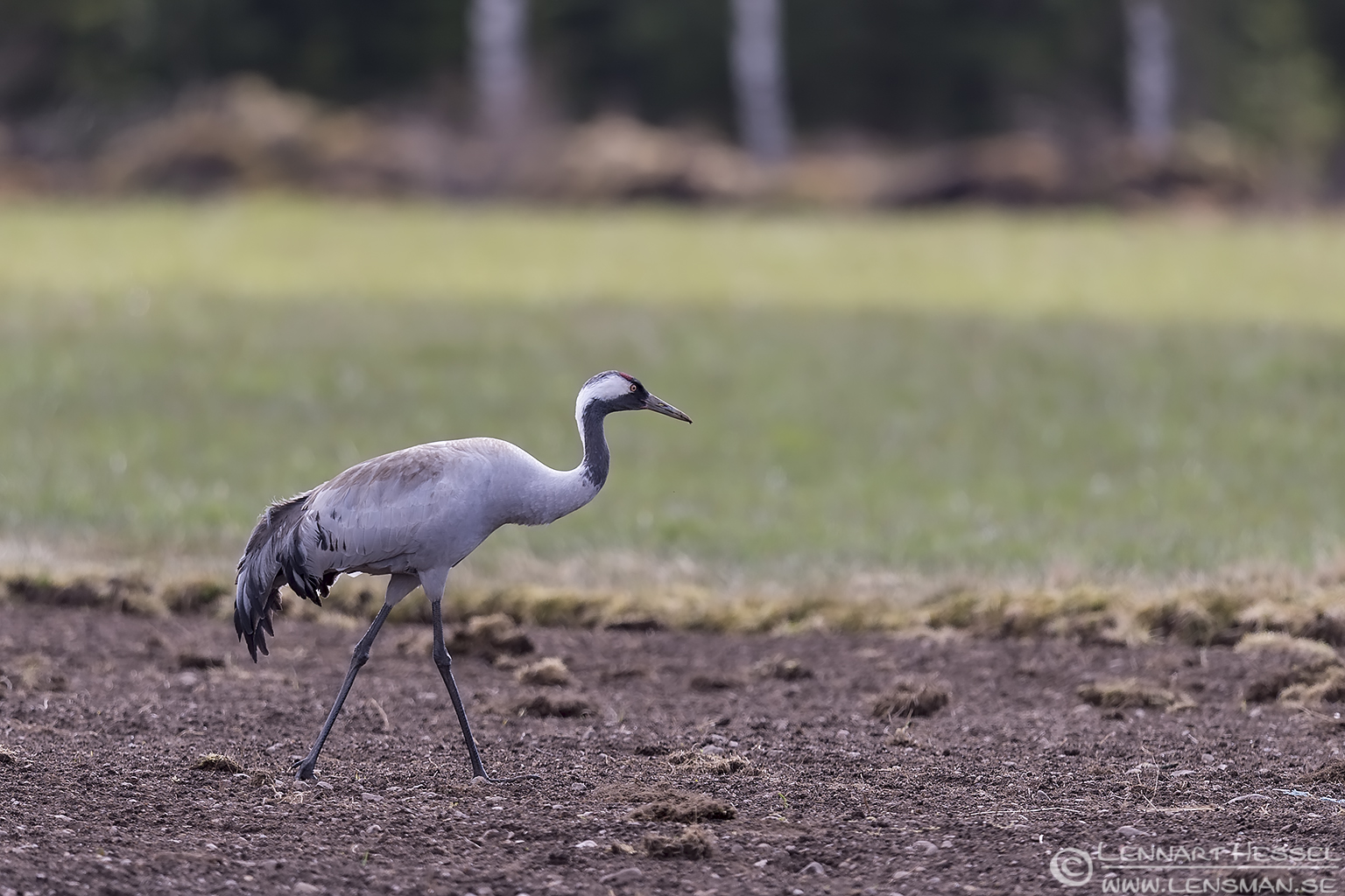 150501 Common Crane Common Crane visitor