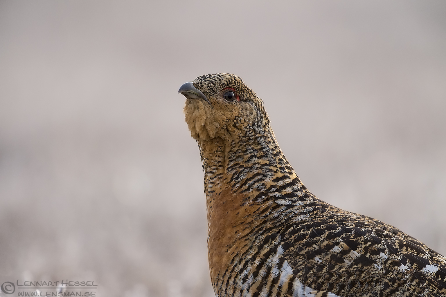 150501 Western Capercaillie female Western Capercaillie visitor