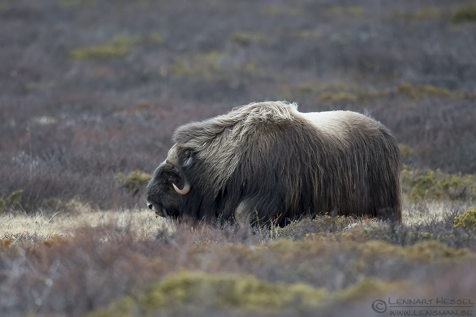 Muskox in the rain Dovrefjell