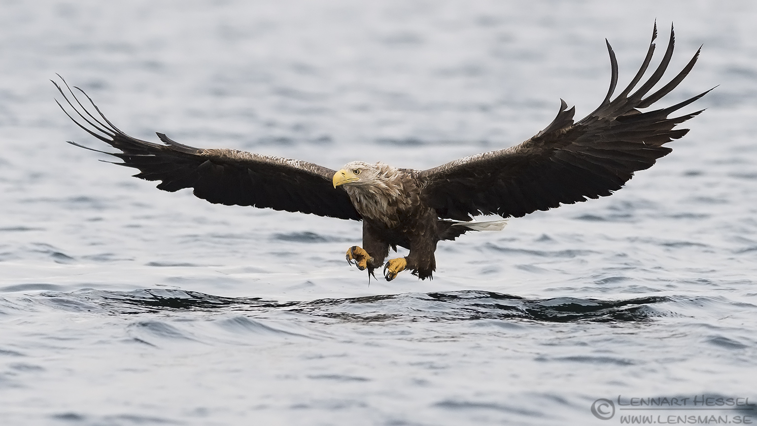 White-tailed Eagle Norway