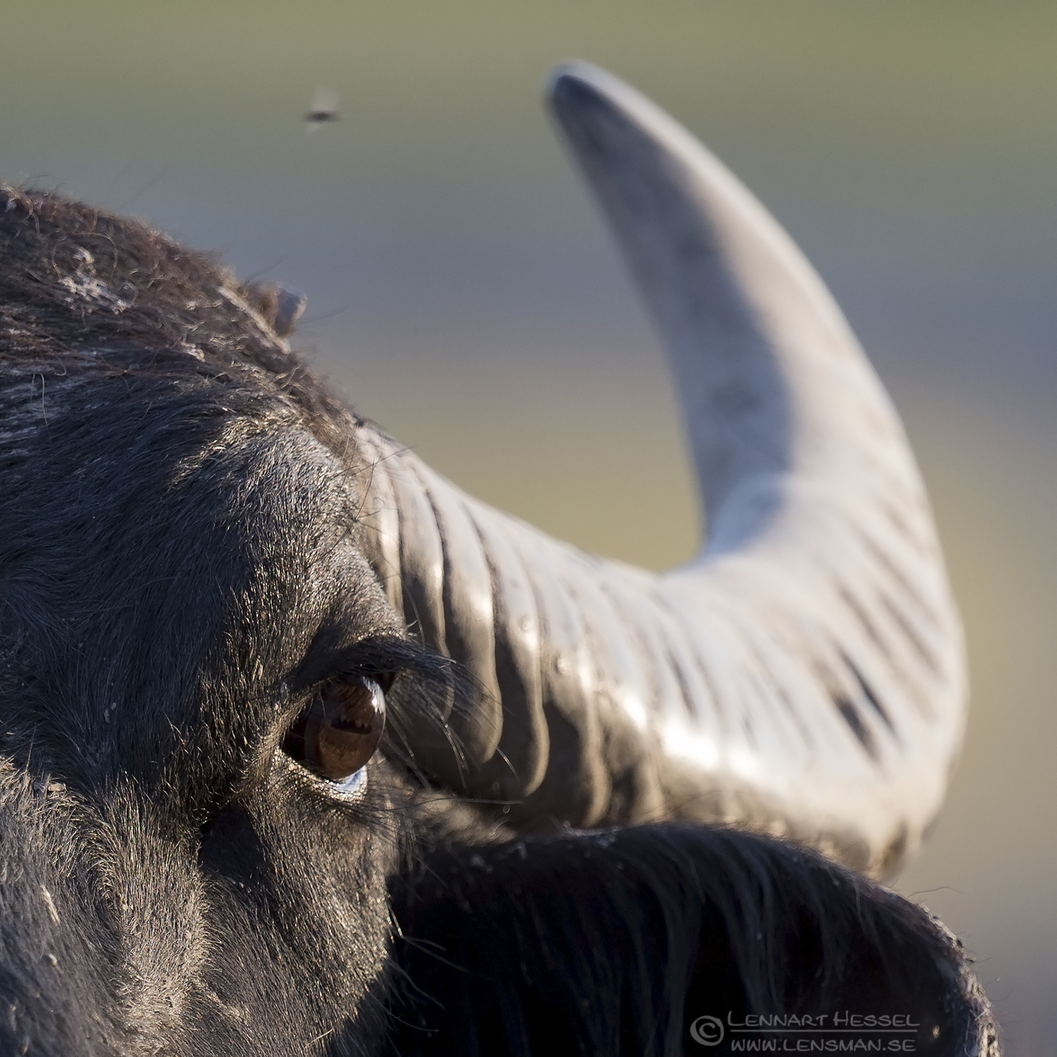 150613 Water Buffalo Water Buffalo Bee-eater Bonanza 2015