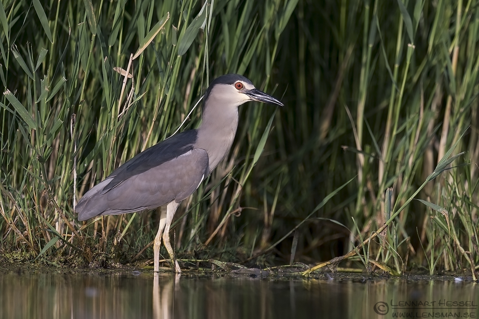 150614 Black-crowned Night Heron Black-crowned Night Heron Bee-eater Bonanza 2015
