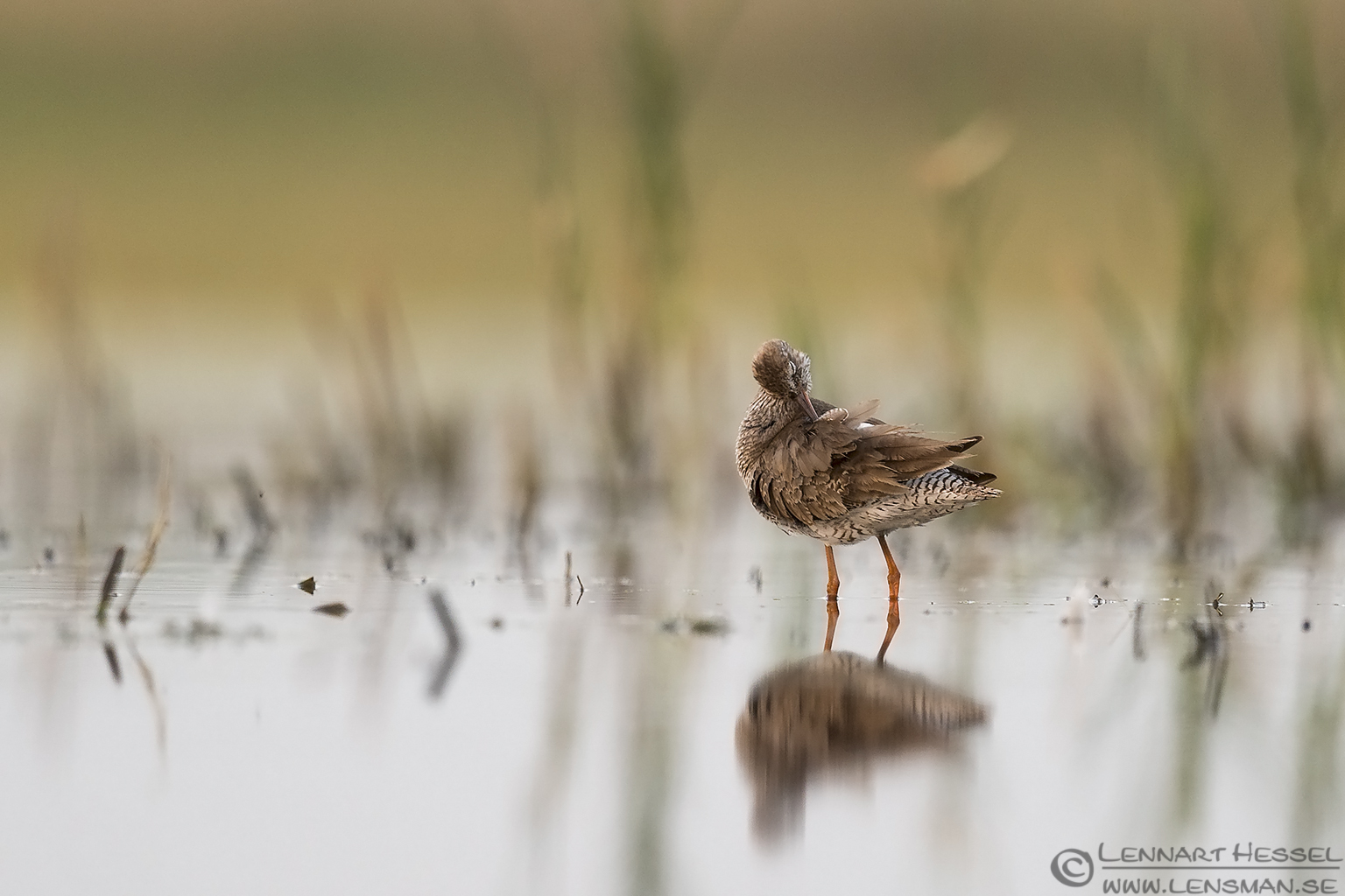 Common Redshank Bee-eater Bonanza 2015