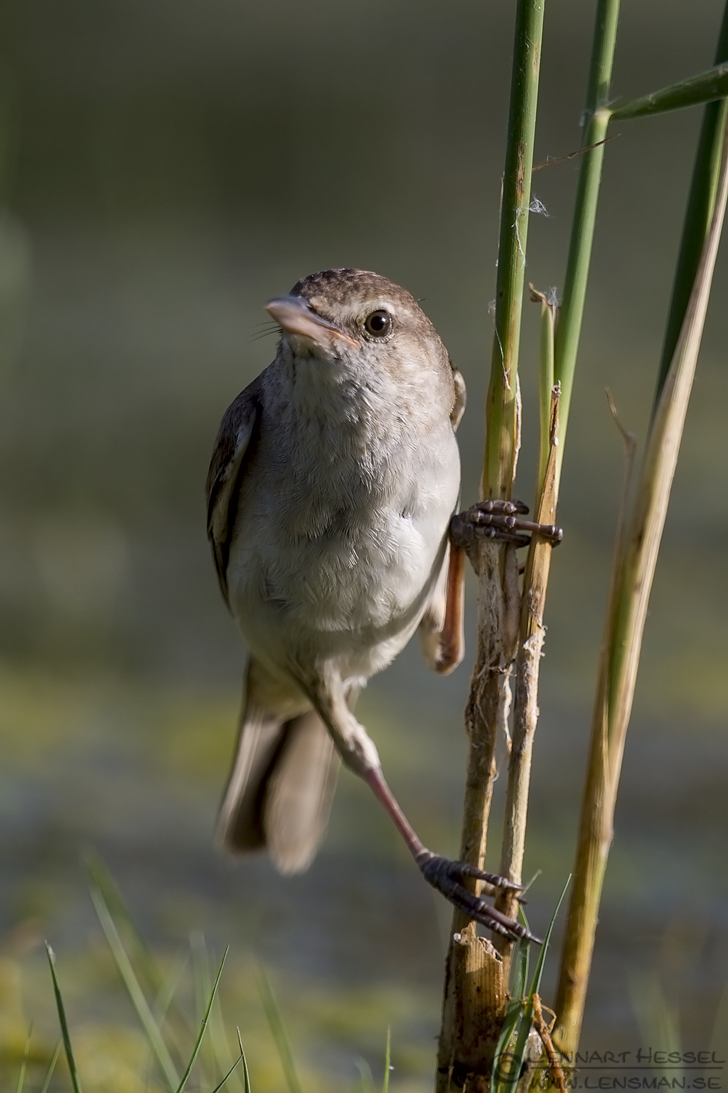 150614 Great Reed Warbler Great Reed Warbler Bee-eater Bonanza 2015