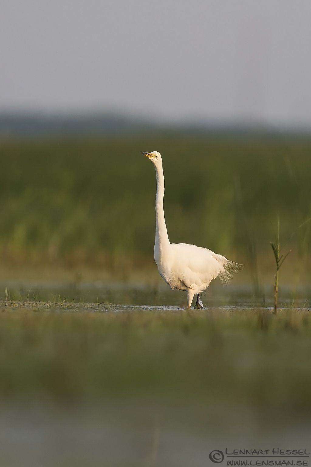 150614 Great White Egret Great White Egret Bee-eater Bonanza 2015