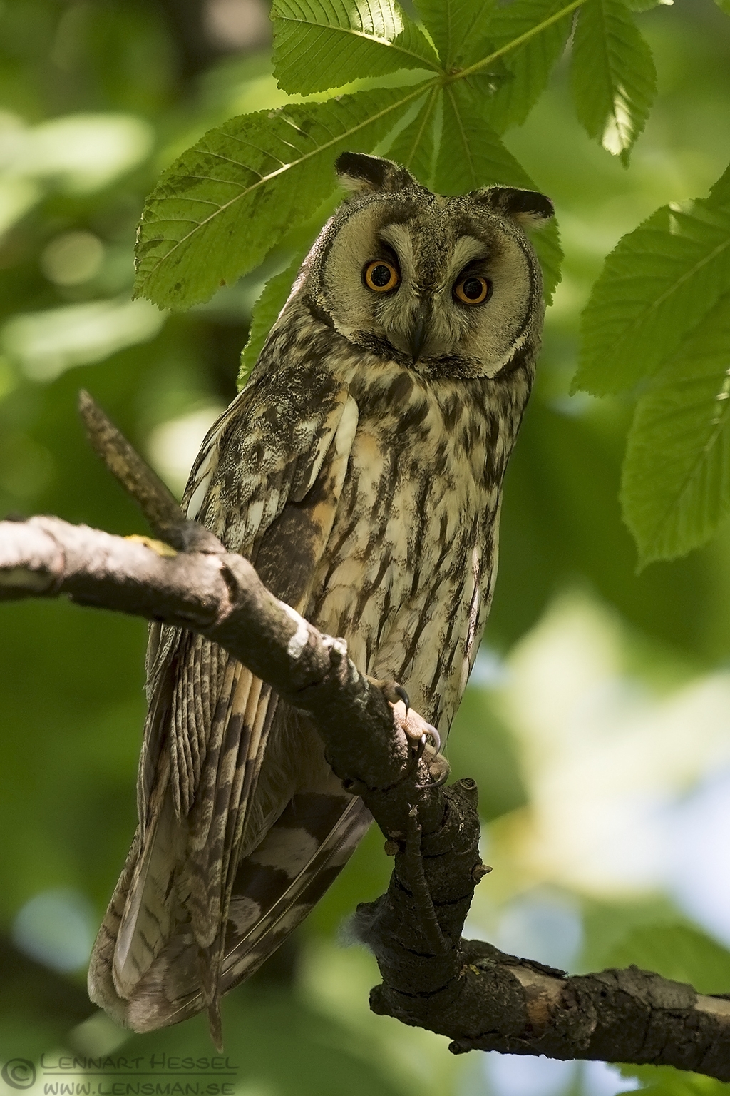 150614 Long-eared Owl Long-eared Owl Bee-eater Bonanza 2015