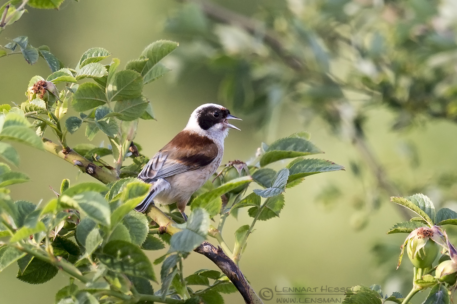 150614 Penduline Tit Penduline Tit Bee-eater Bonanza 2015