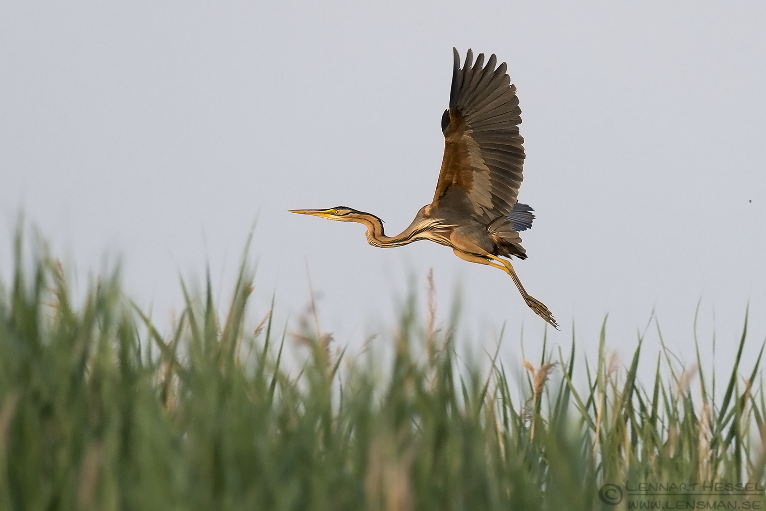 150614 Purple Heron Purple Heron Bee-eater Bonanza 2015
