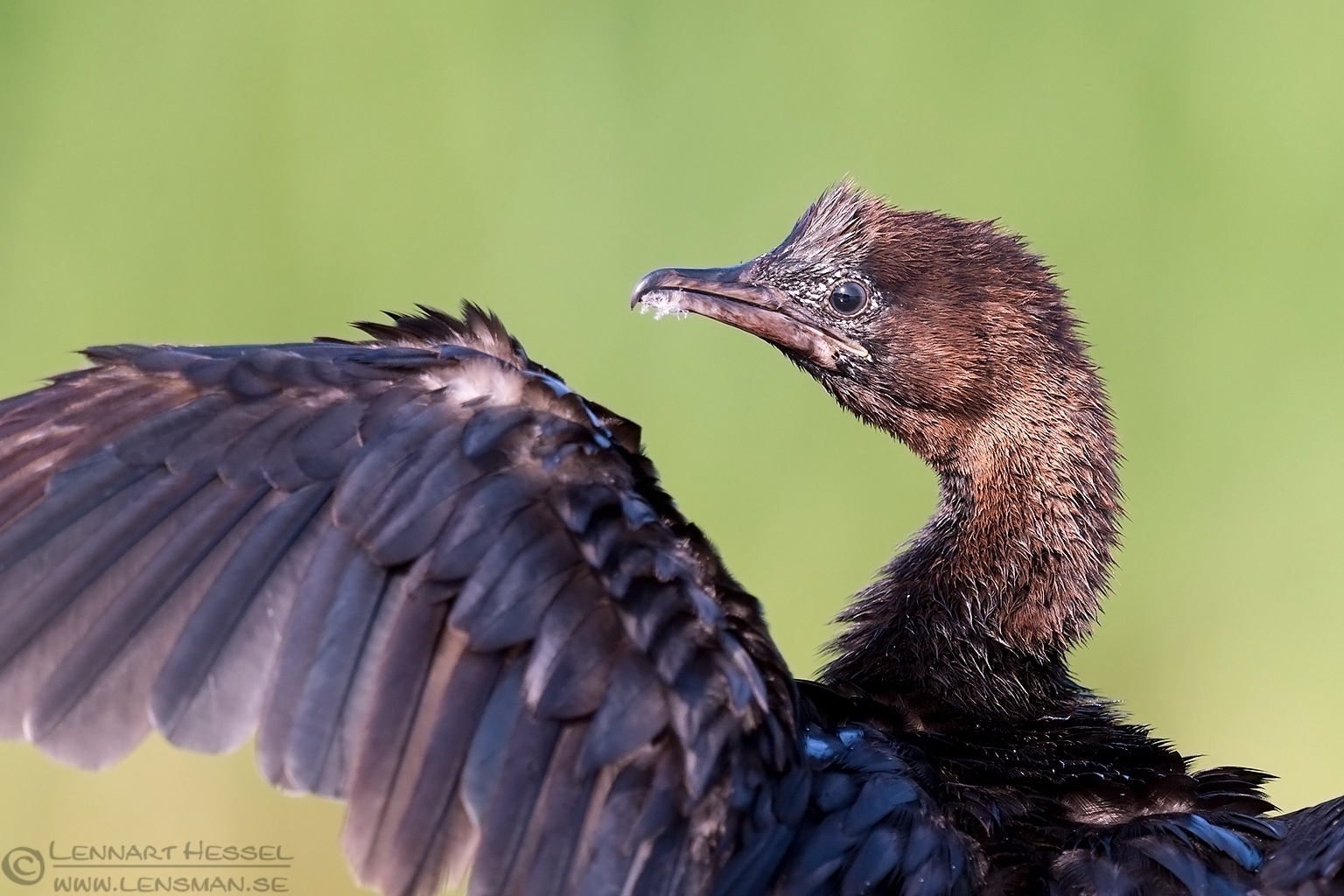 150614 Pygmy Cormorant preening Pygmy Cormorant Bee-eater Bonanza 2015