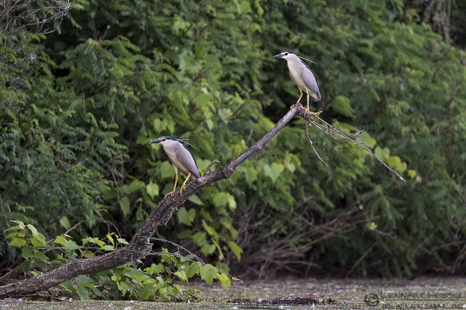 150615 Black-crowned Night Herons Black-crowned Night Herons Bee-eater Bonanza