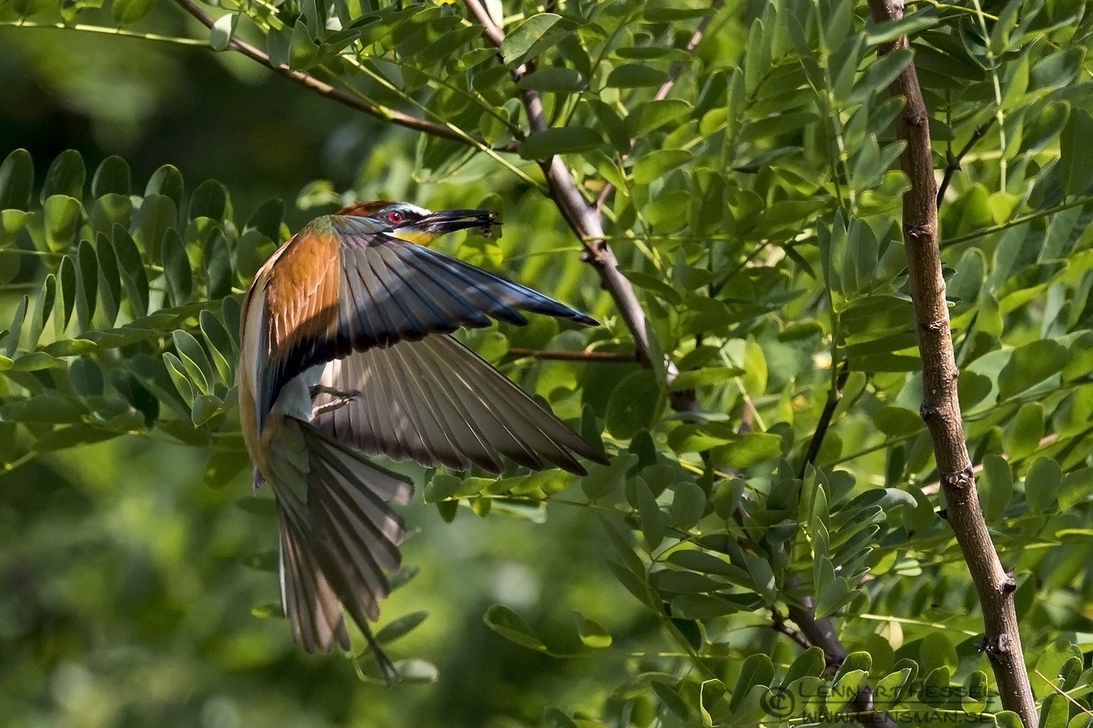 150615 European Bee-eater coming back with bee European Bee-eater Bonanza 2015