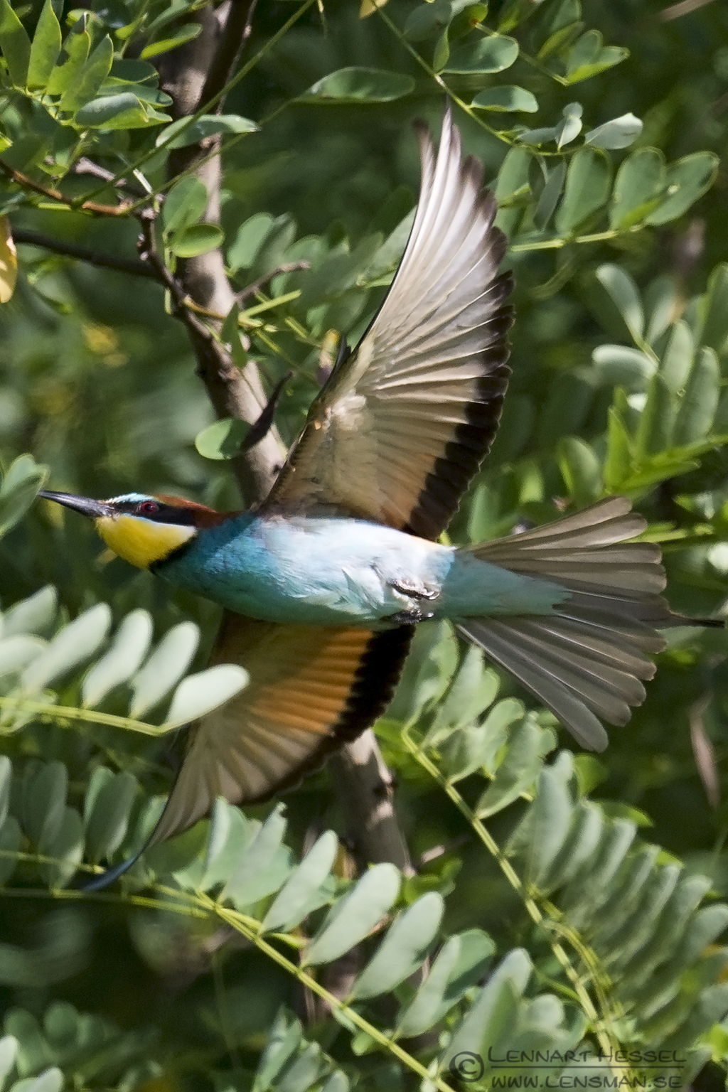 150615 European Bee-eater flying European Bee-eater Bonanza 2015