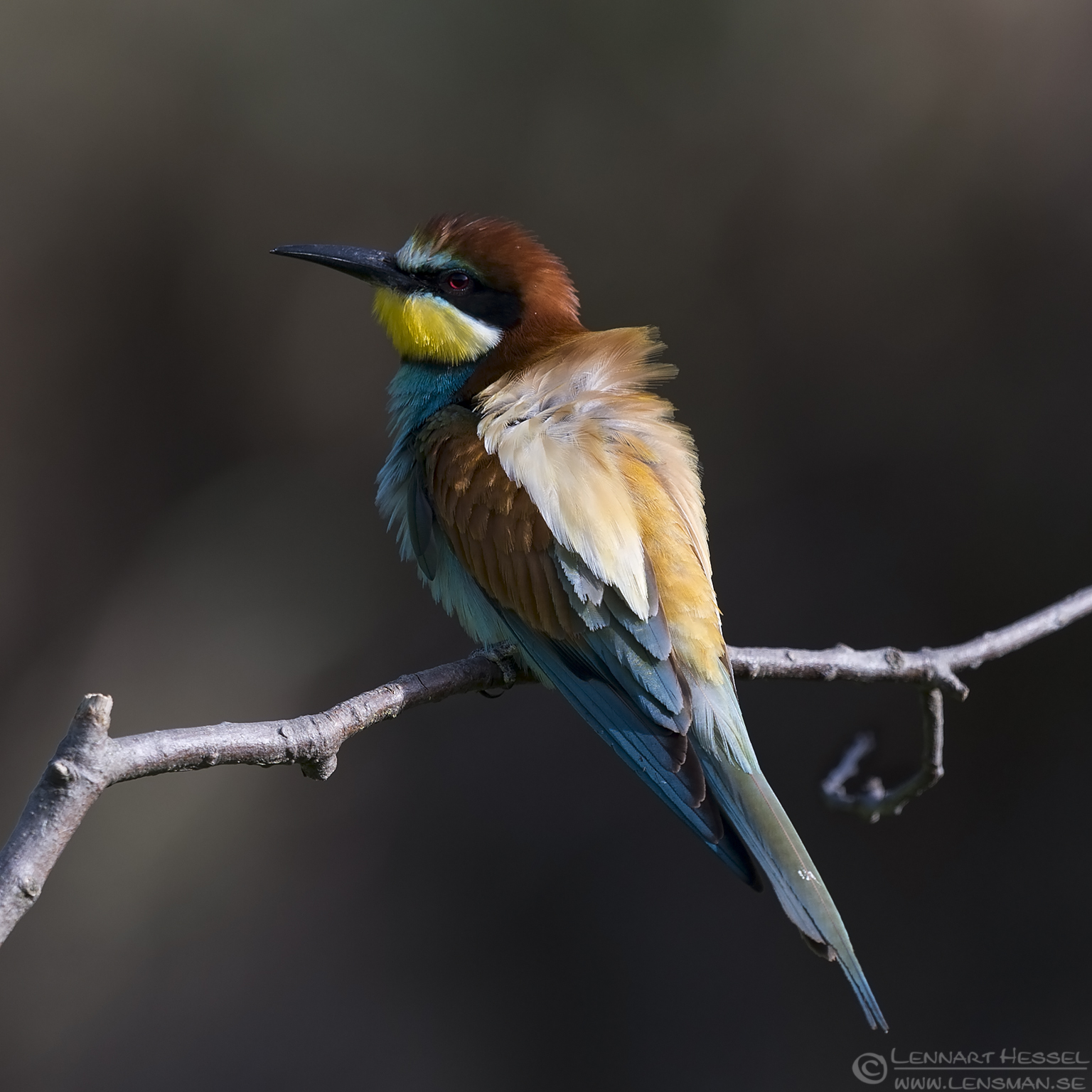 150615 European Bee-eater sitting European Bee-eater Bonanza 2015