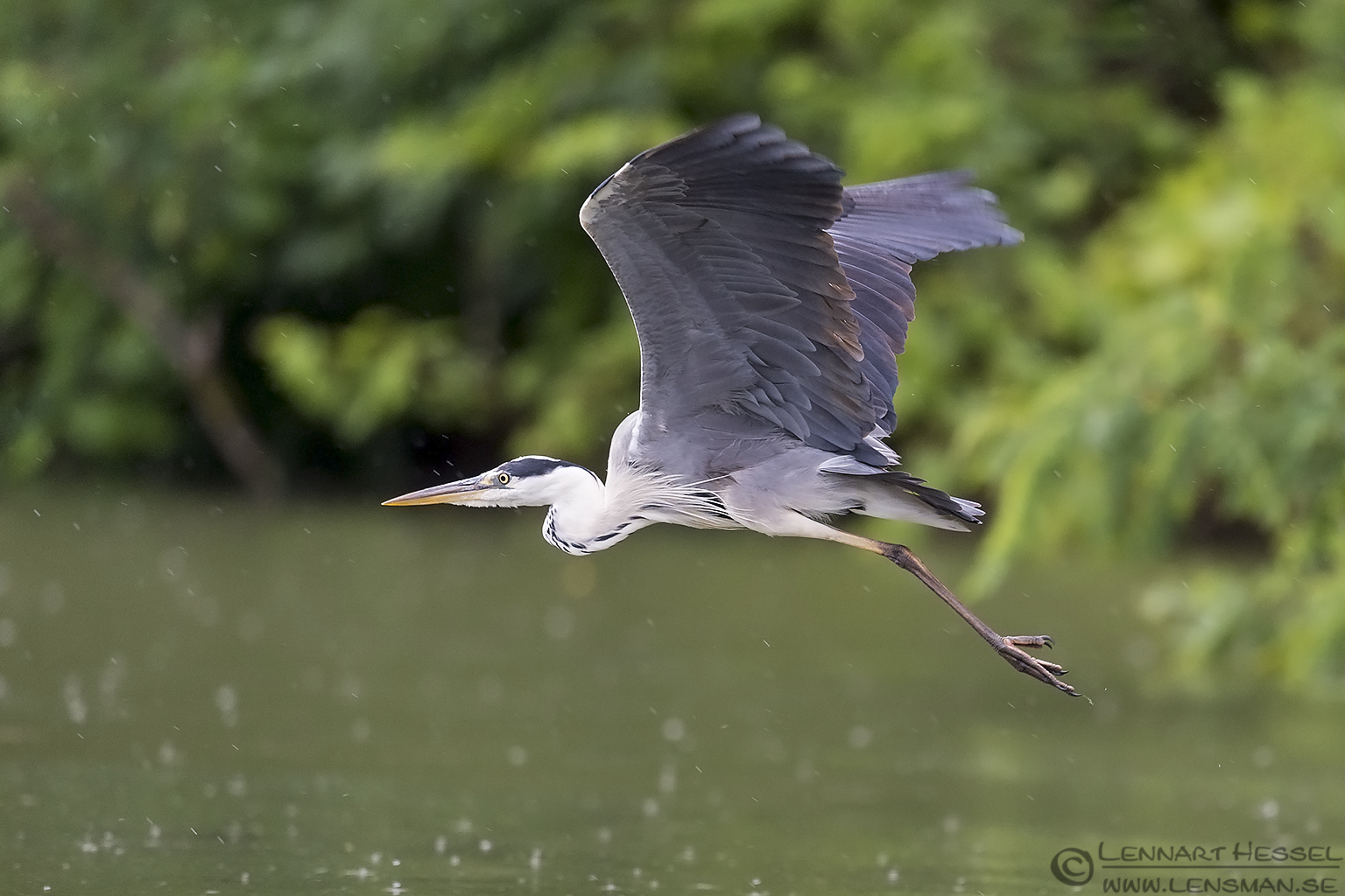 150615 Grey Heron flying Flying Grey Heron Bee-eater Bonanza