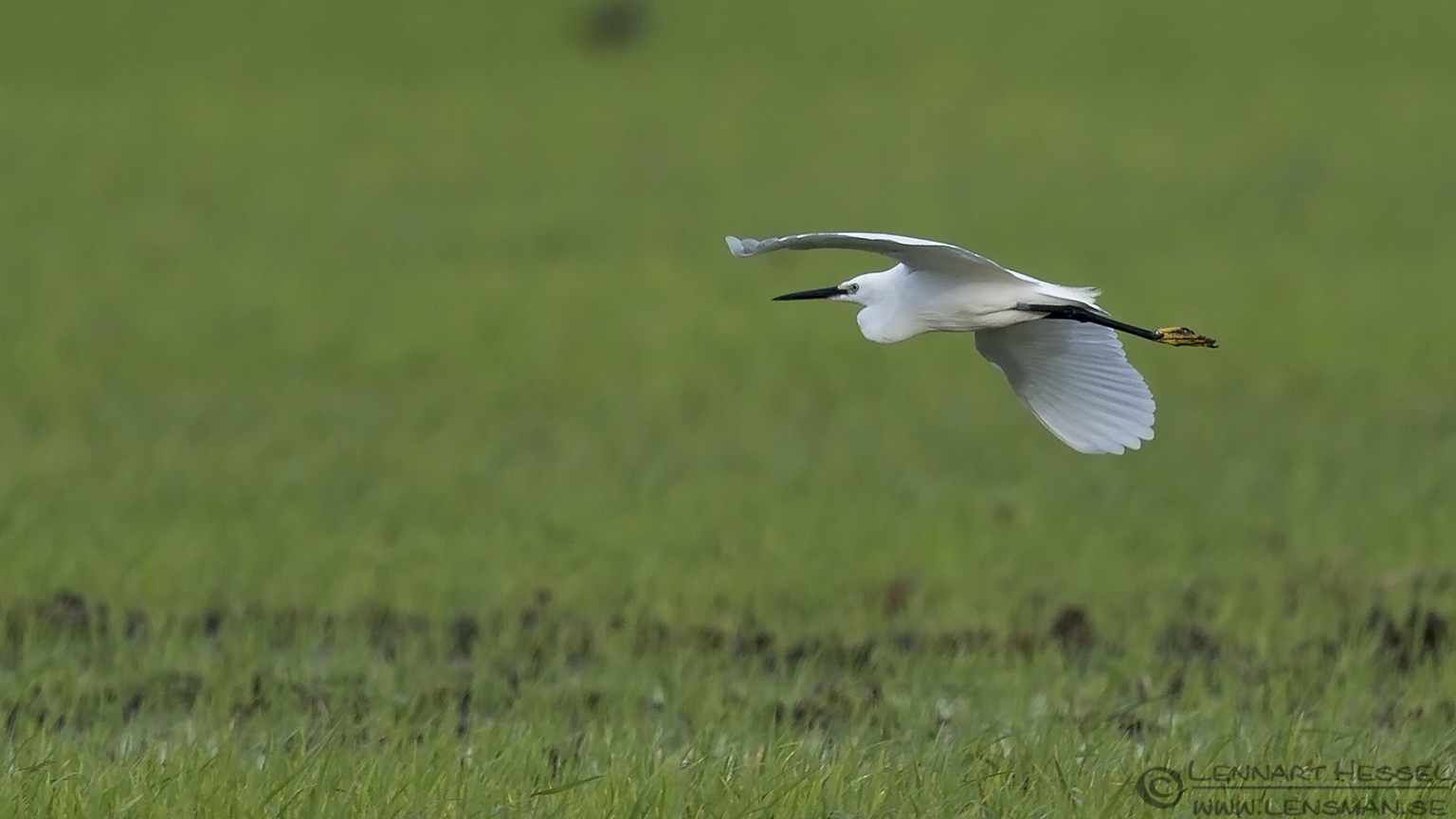 150617 Little Egret Little Egret Bee-eater Bonanza