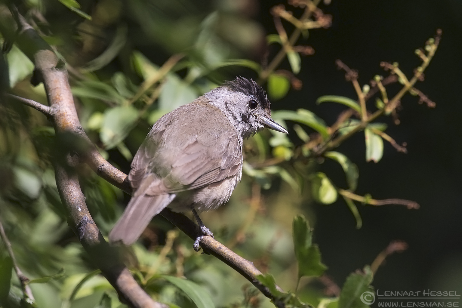 150618 Blackcap Blackcap bee-eater